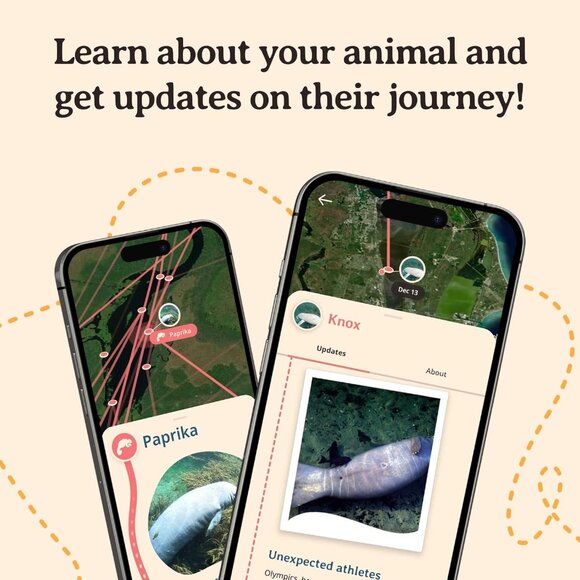 Manatee Tracking Bracelet Elastic Support Marine Aquarium Wildlife Conservation - Picture 4 of 6